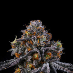 RODEO FEMINIZED SEED